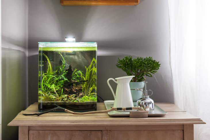 Easy clean fish tank online